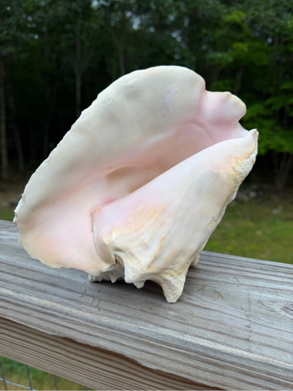 Queen Conch | Decorative Sea Shell Accent